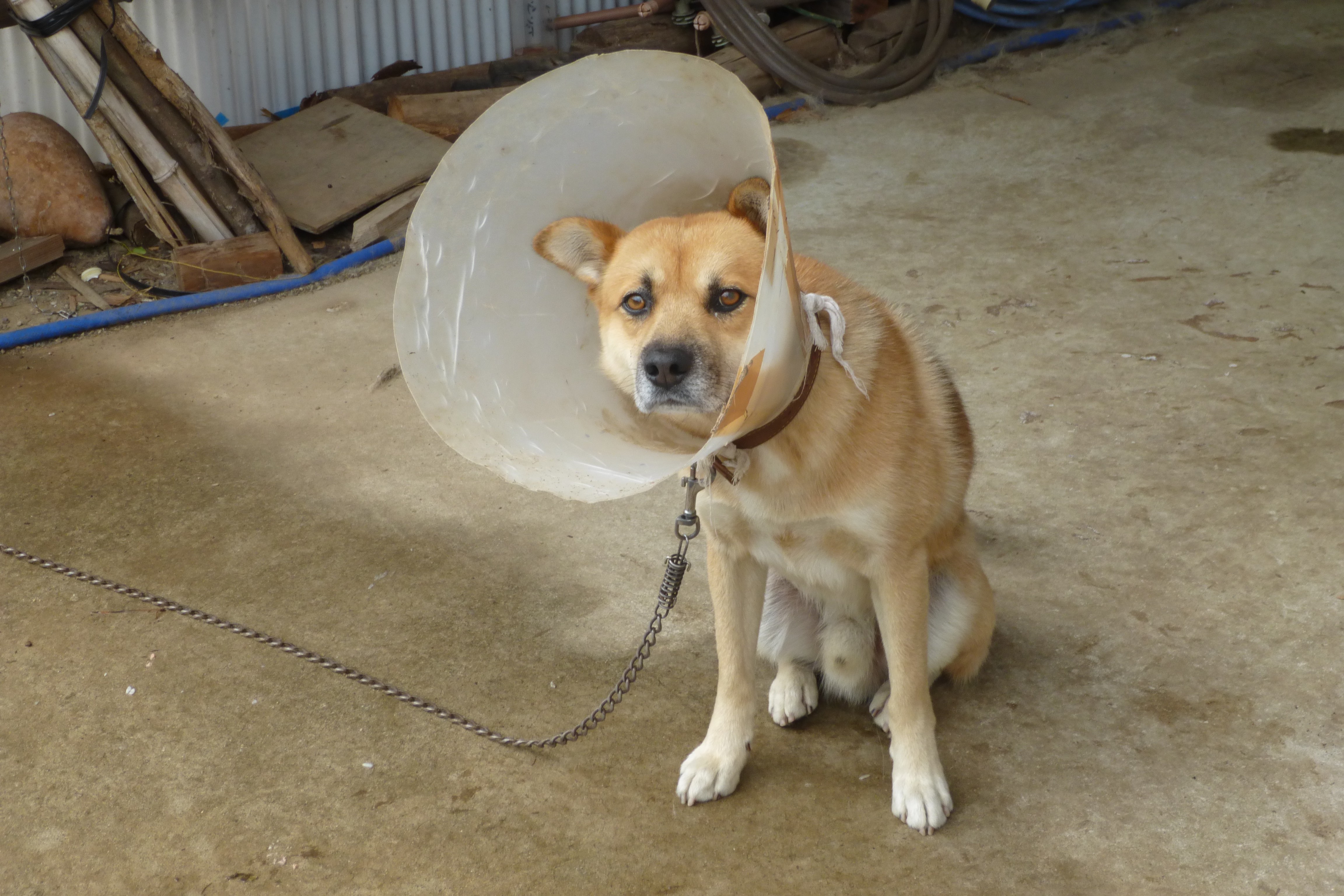 さてこちらはこうばるの狩猟犬です。イノシシの狩りで怪我をして治療中です。
