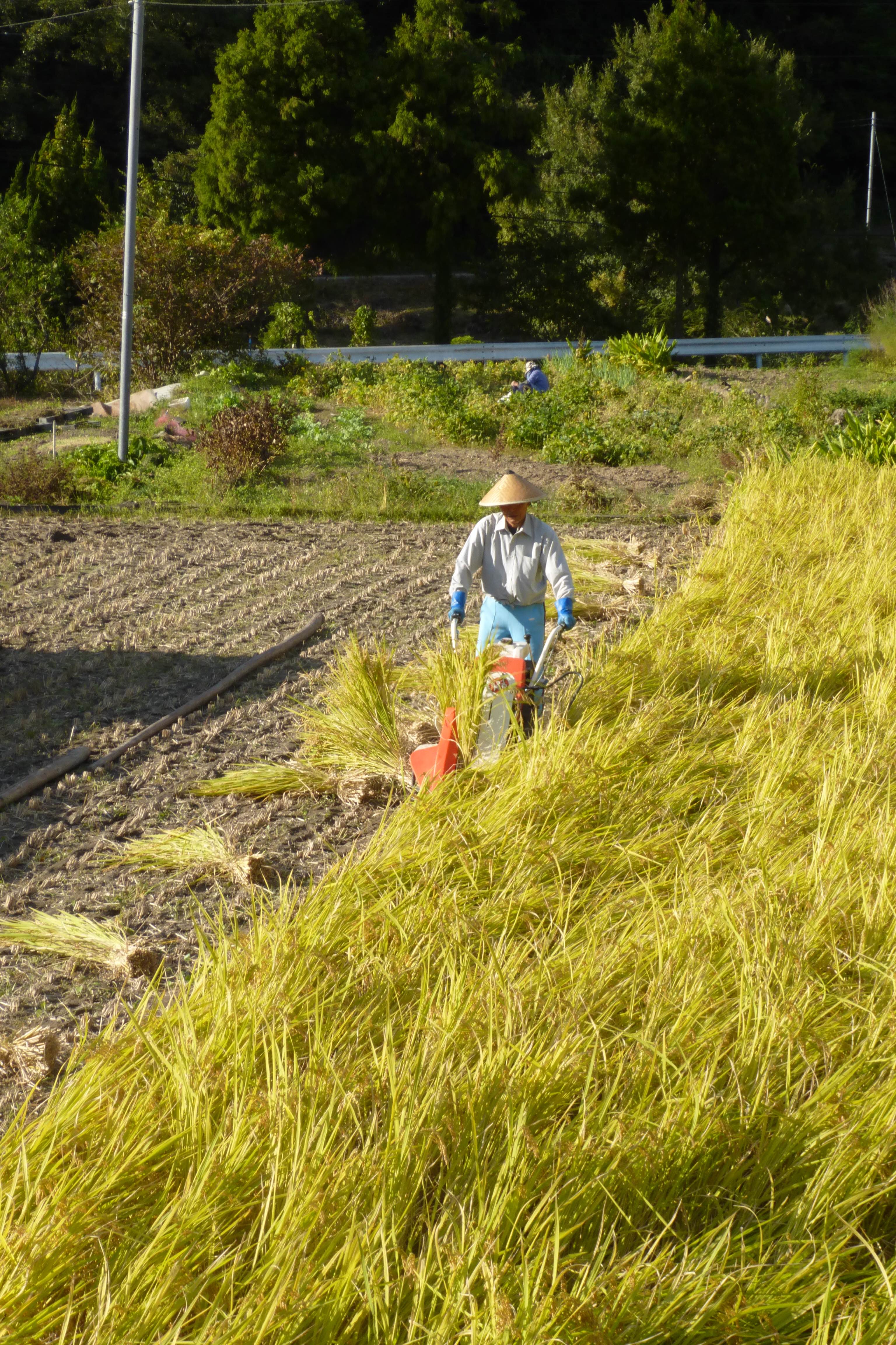 天日干しをする家ではまずバインダーという機械を使って稲を刈ります。