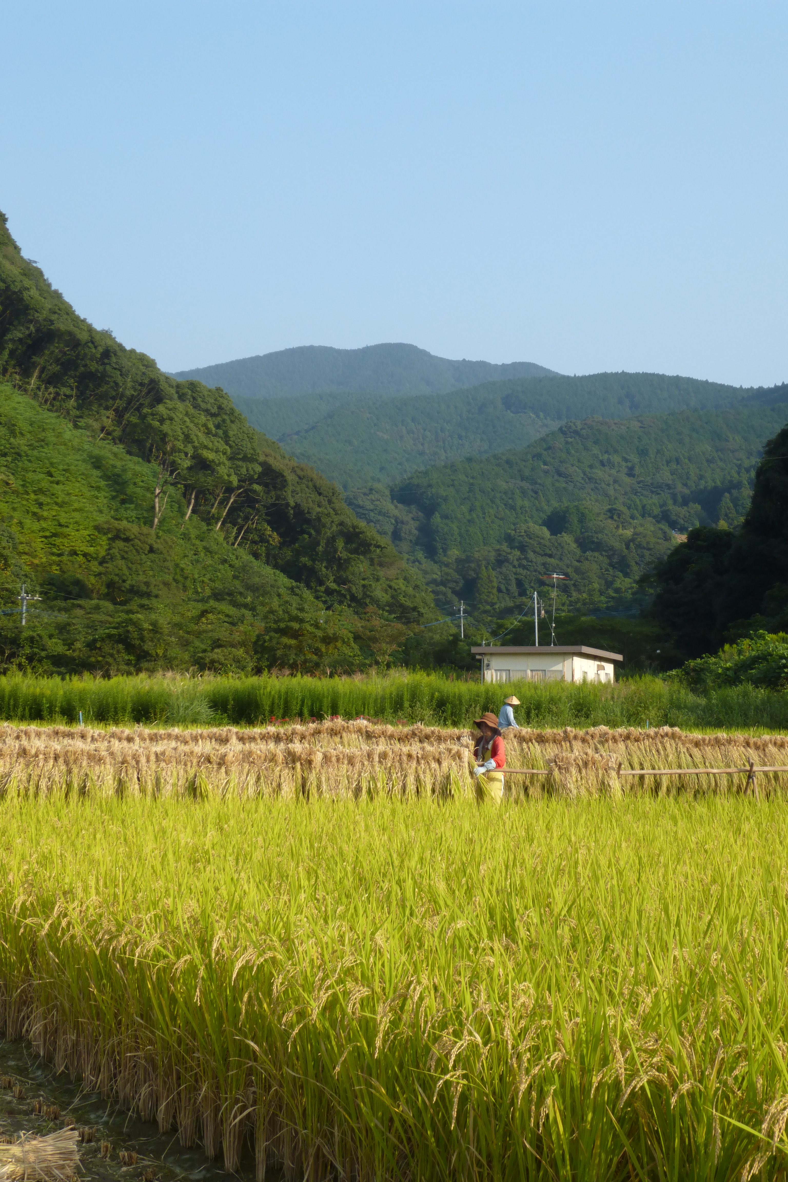 すでに強制収用された土地でも今までと変わらず稲を育てています。