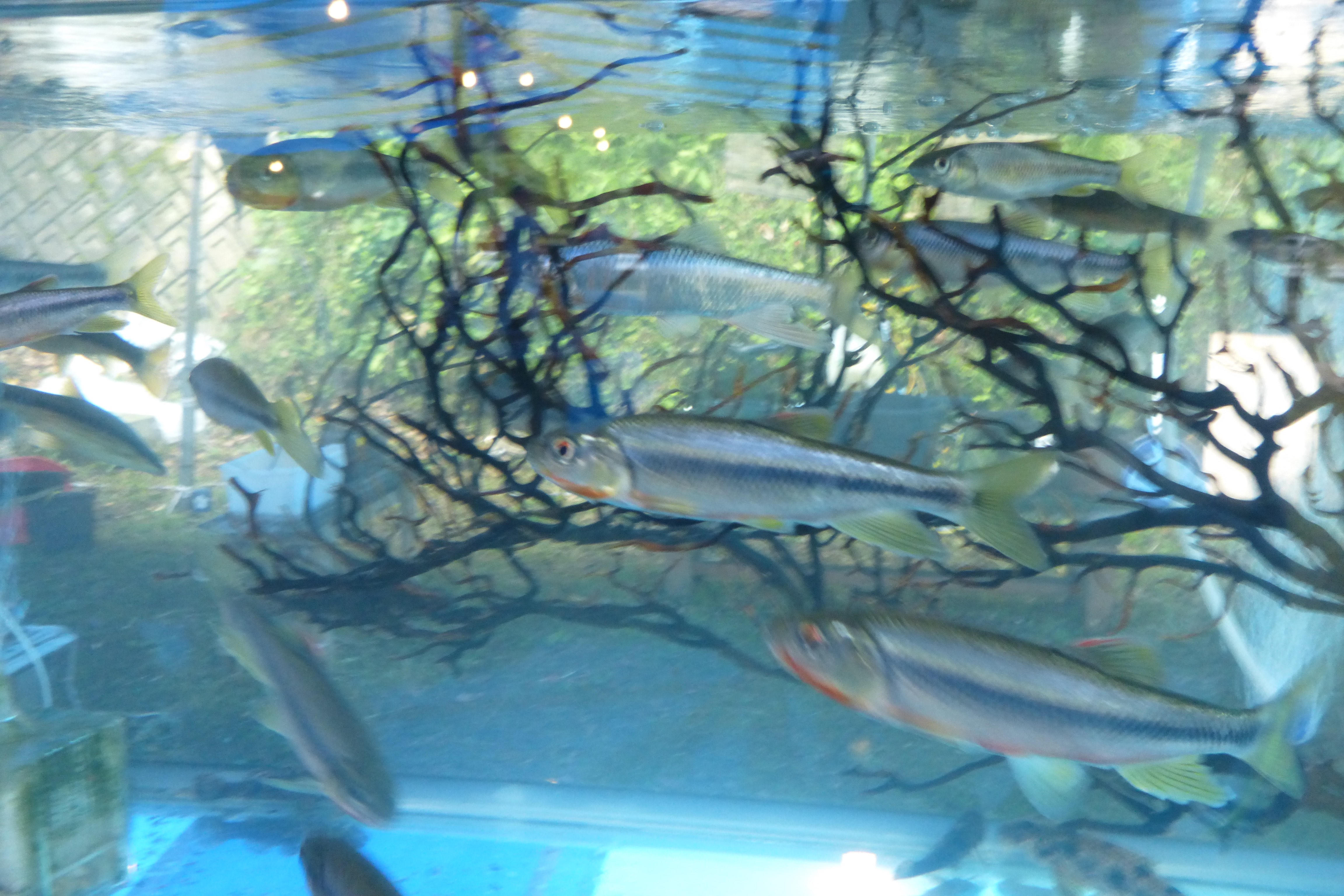 石木川に生息する川魚を展示しています。